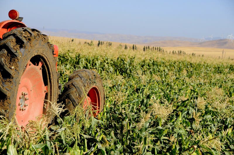Tractor Working in Corn Field stock photography