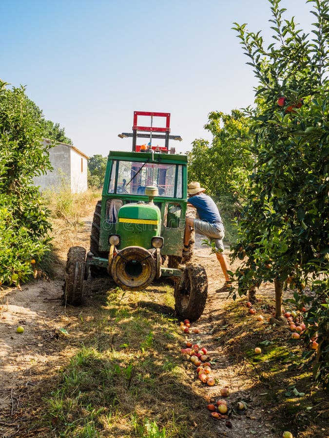 Tractor Working in the Field during Apple Harvest Stock Photo Image