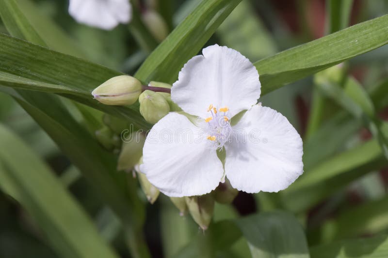 Spiderwort Tradescantia Andersoniana Osprey, Bright White Dayflower ...