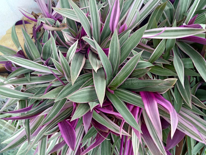 Tradescantiaspathacea, multi-colored tradescantia in zijn natuurlijk milieu op een duidelijke zonnige dag royalty-vrije stock fotografie Tradescantiaspathacea, multi-colored tradescantia in zijn natuurlijk milieu op een duidelijke zonnige dag royalty-vrije stock fotografie