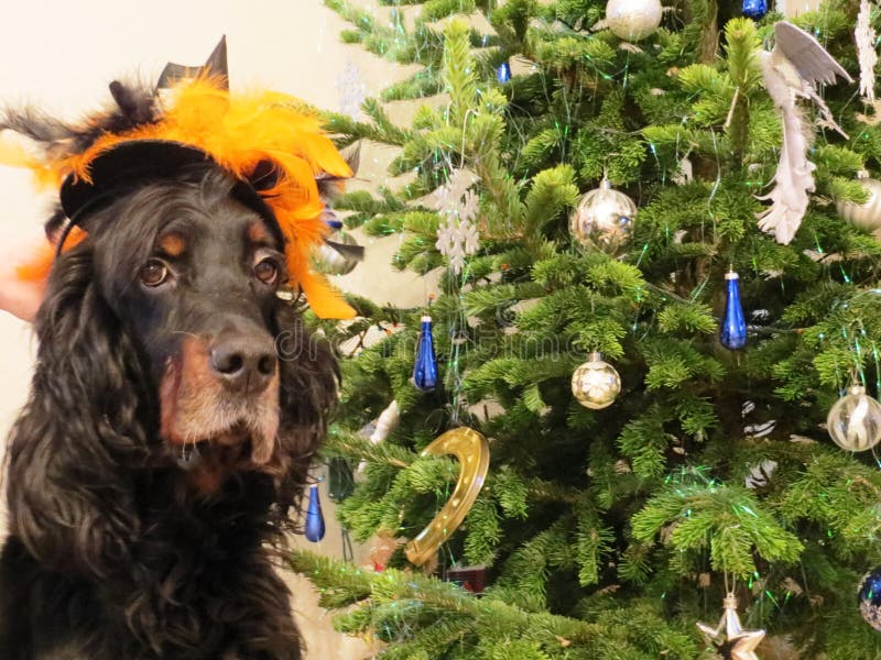 Tradition de famille d'arbre de Noël d'amusement de vacances de costume de chien de nouvelle année image libre de droits Tradition de famille d'arbre de Noël d'amusement de vacances de costume de chien de nouvelle année image libre de droits