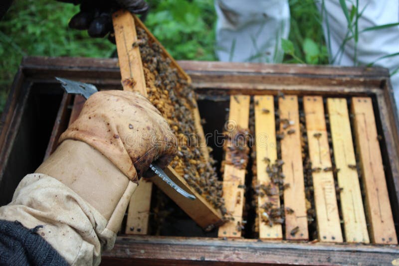 Traditional Beekeeping Tools Stock Image Image of vintage, apiary