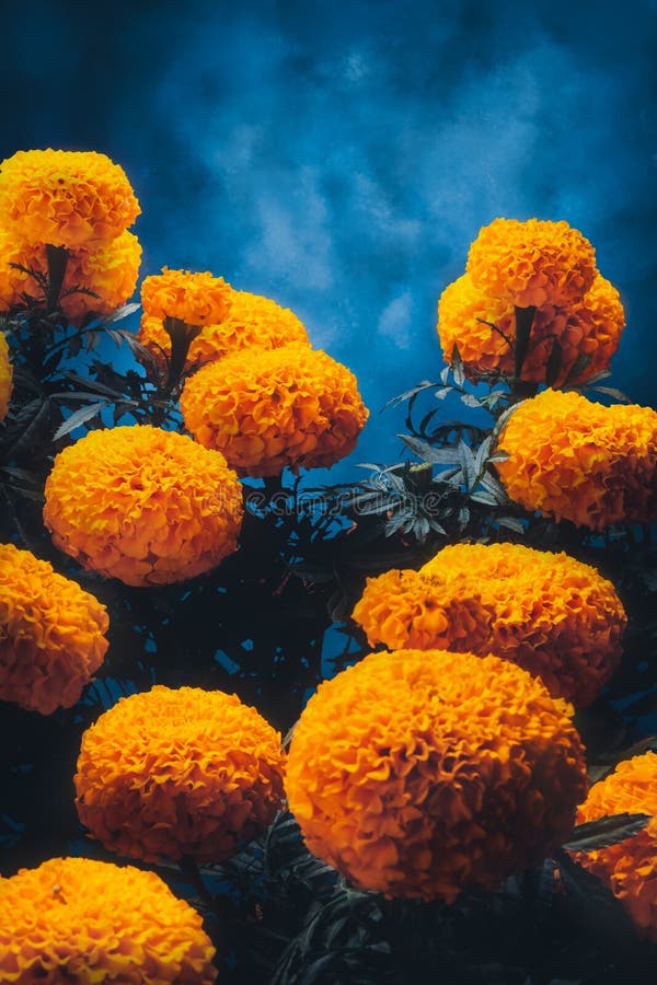 Cempasuchil Flowers Used for Day of the Dead Altars Stock Image - Image of  colorful, culture: 134543517