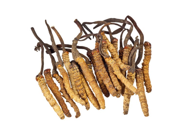 Traditional Chinese Medicine Cordyceps Sinensis Stock Image Image of medical, caterpillar