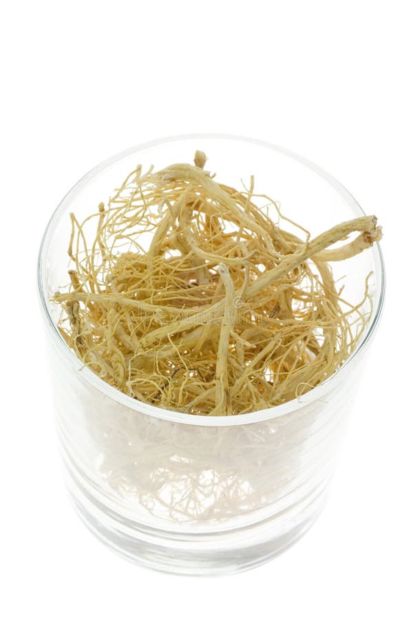 Traditional Chinese Medicine Ginseng Roots (Panax Ginseng) Stock