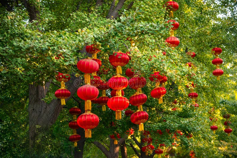 Traditional Chinese Red Lantern Trees Typical Decoration Asia Stock