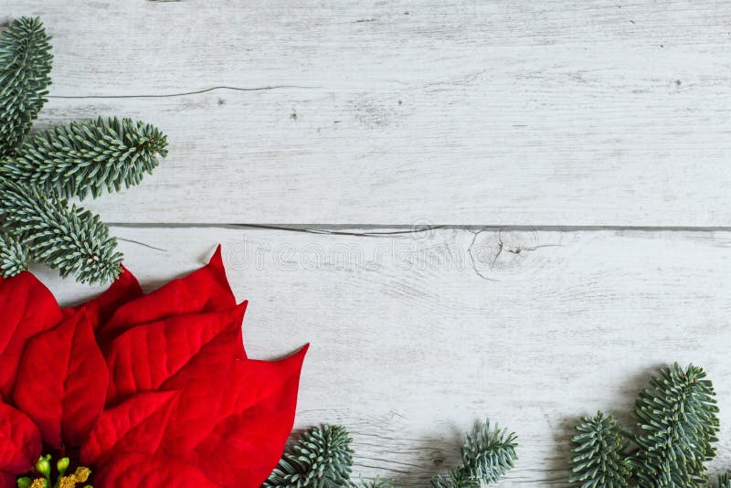 Tradičné Červené Vianočné hviezda flower Poinsettia a jedľa pobočiek na biele drevo pozadí.