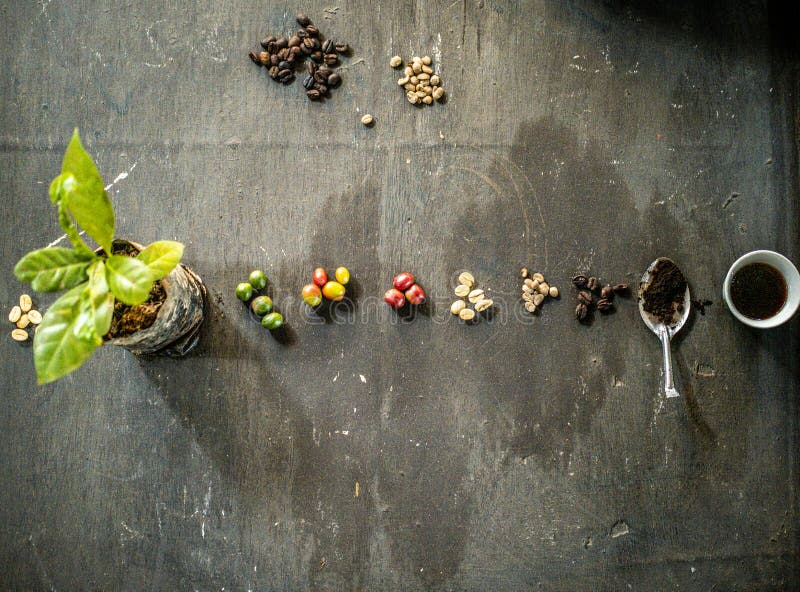 Traditional coffee processing process - one by one - Tanzania royalty free stock images