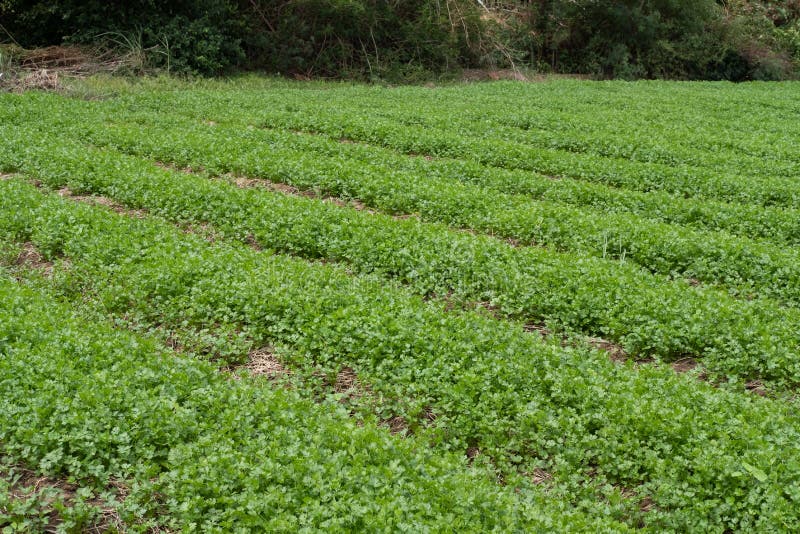 Coriander Crop, Green Vegetable Field, Soil Culture Agriculture Stock Image Image of