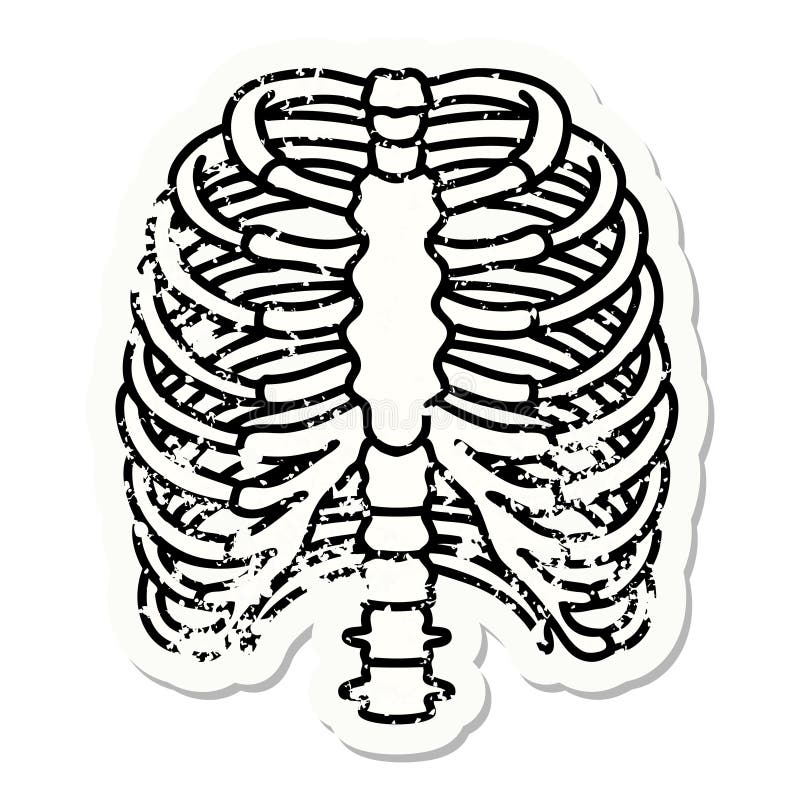 Rib Cage Drawing Stock Illustrations 311 Rib Cage Drawing Stock