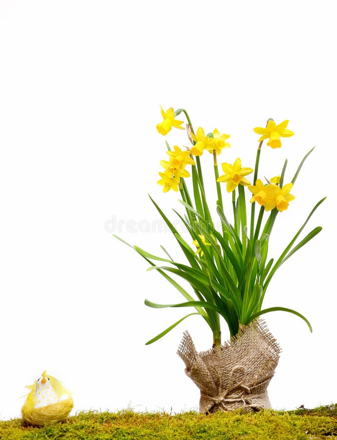Traditional easter decoration, spring narcissus flower, chicken in bird nest stock photography Traditional easter decoration, spring narcissus flower, chicken in bird nest stock photography