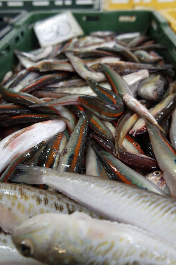 Fresh Fish from Fish Market in Split Stock Photo Image of tasty