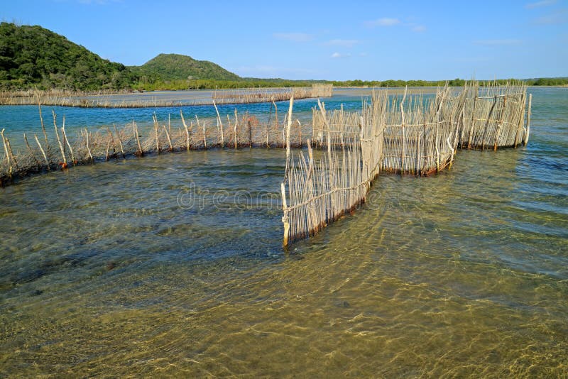 Traditional fish trap - Kosi Bay