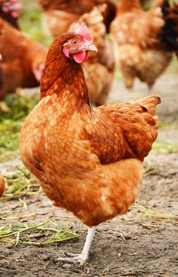 Chickens on Traditional Free Range Poultry Farm Stock Image Image of