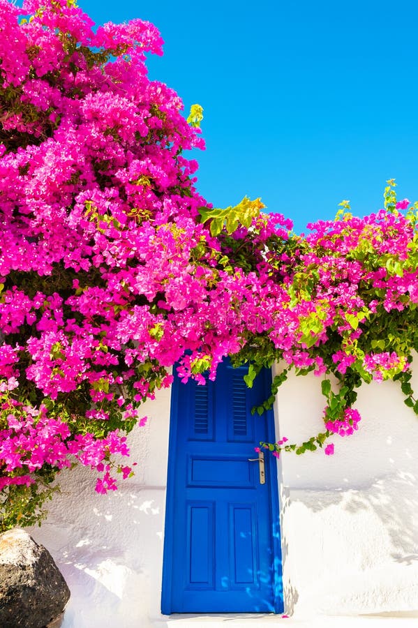 Bougainvillea Tree with Pink Flowers and White Architecture on ...