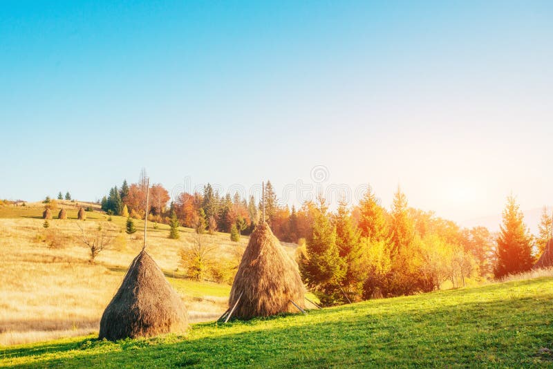 Traditional Hay Stacks, Typical Rural Scene. Carpathian. Ukraine