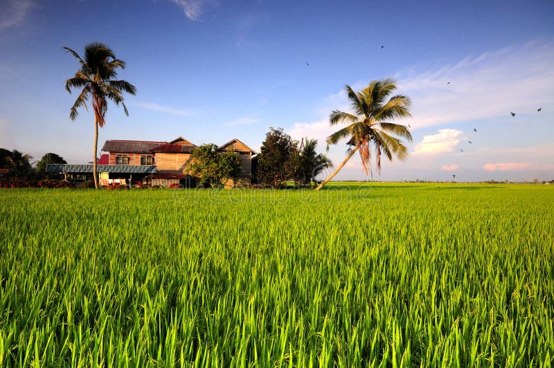 Traditional House in Paddy Field