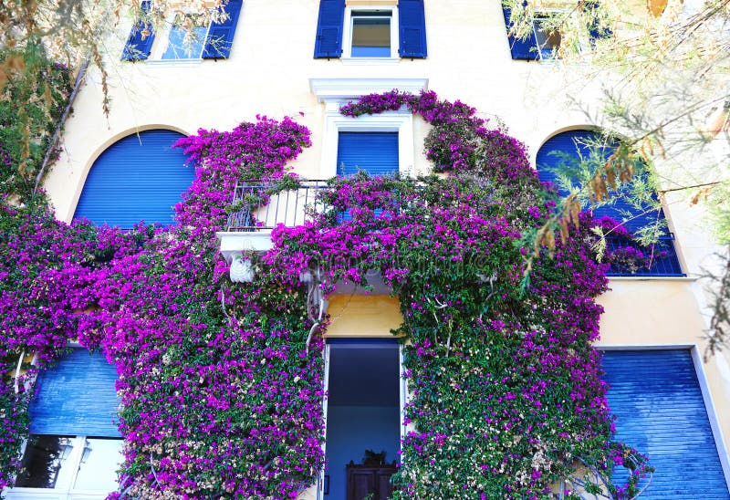Traditional houses with blue windows and bougainvilleas at Monterosso village Italy stock photography Traditional houses with blue windows and bougainvilleas at Monterosso village Italy stock photography