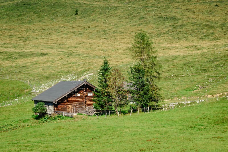 Austrian Cow in the Alps stock photo. Image of green - 11575852