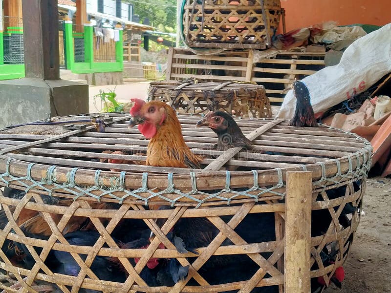 Traditional Indonesian of Chicken Coop with Bamboo Stock Photo Image