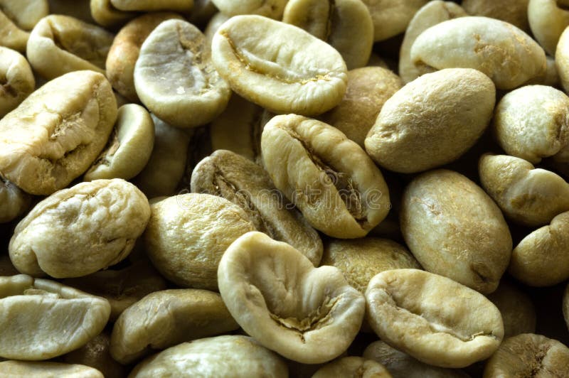 Fresh Coffee Beans Not Roast Stock Photo Image of breakfast, brown