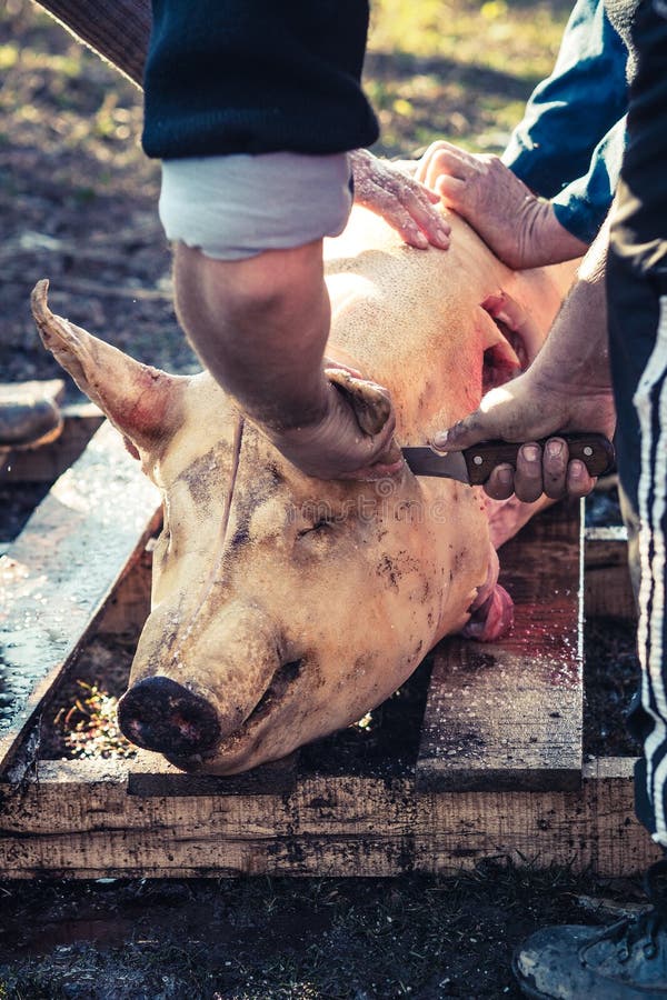 Traditional Pig Slaughtering Stock Image Image of farmstead, flesh