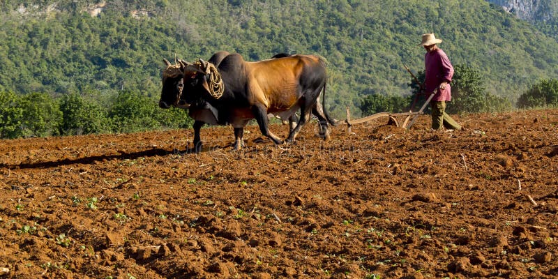 Traditional ploughing with two oxes.