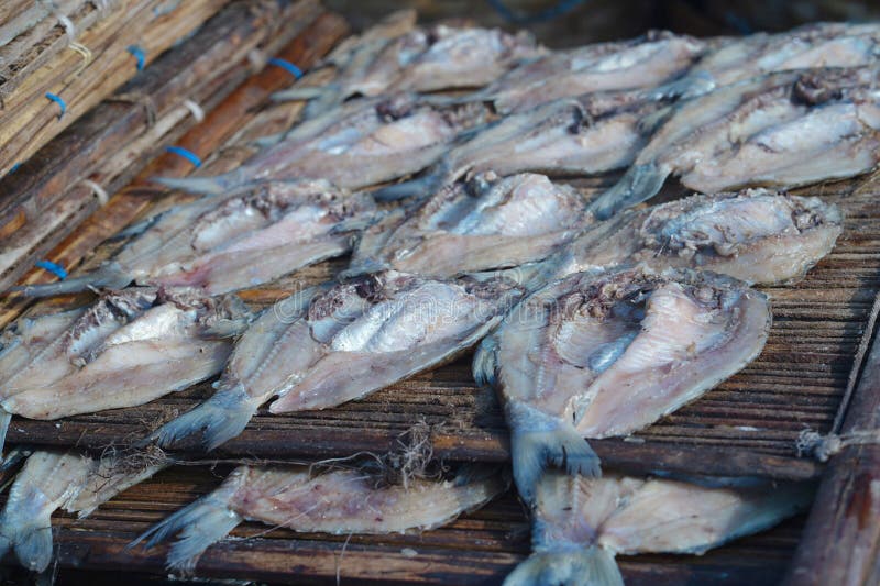 Traditional Process of Drying the Salted Fish Under Direct Sunlight in