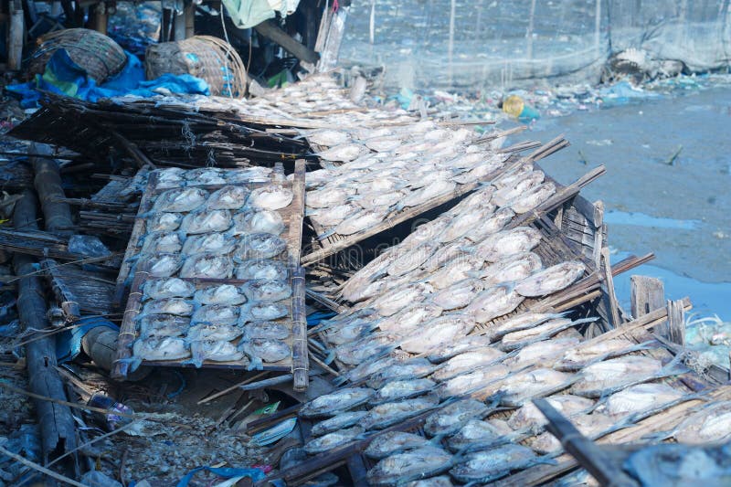 Traditional Process of Drying the Salted Fish Under Direct Sunlight in