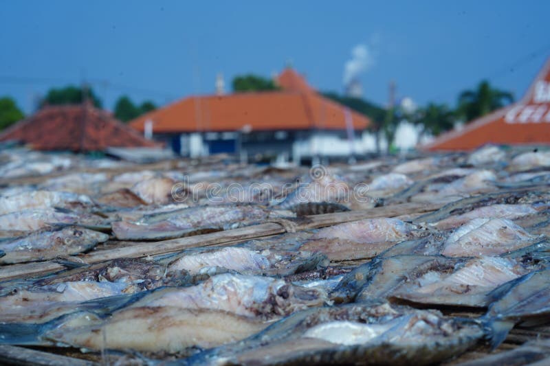 Traditional Process of Drying the Salted Fish Under Direct Sunlight in