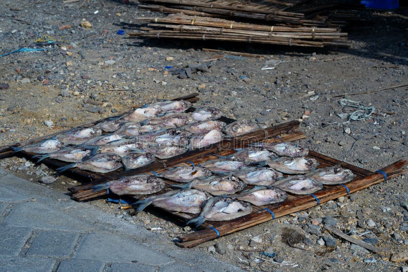 Traditional Process of Drying the Salted Fish Under Direct Sunlight in
