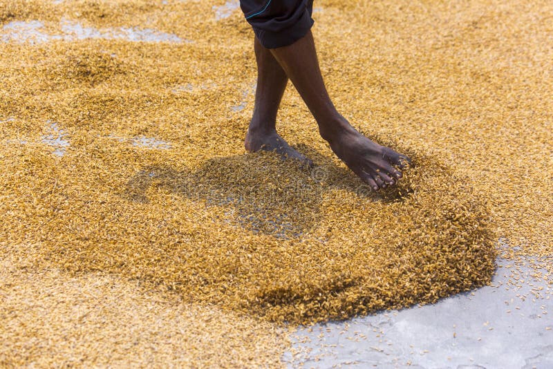 Traditional Rice Mill Worker turn over paddy for drying in the sun at Ishwardi Upazila, Pabna District in Rajshahi Division, Bangladesh.