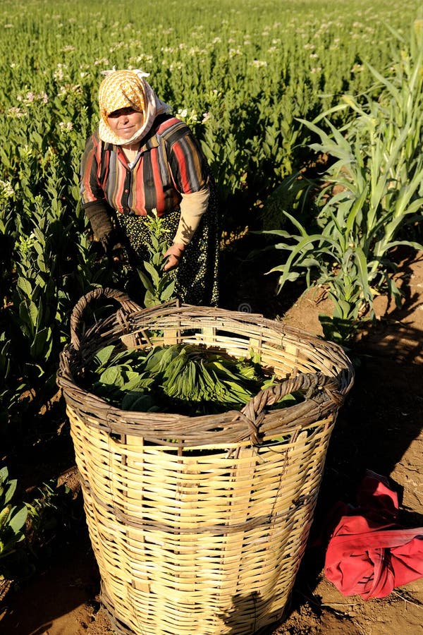 Traditional tobacco worker editorial photography. Image of quietness
