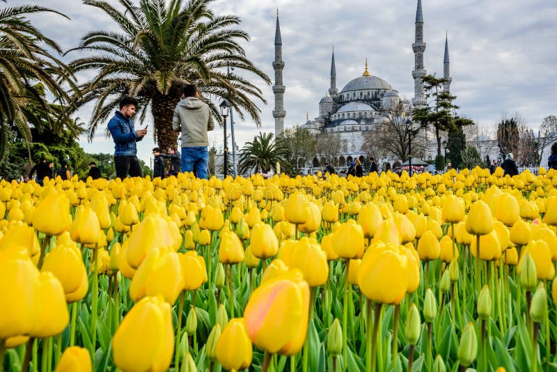 Traditional tulip Festival in Sultanahmet Square Park