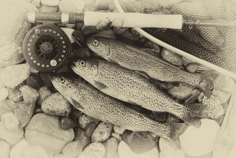 Traditional Vintage Trout Fishing Stock Photo - Image of river, line:  52173906