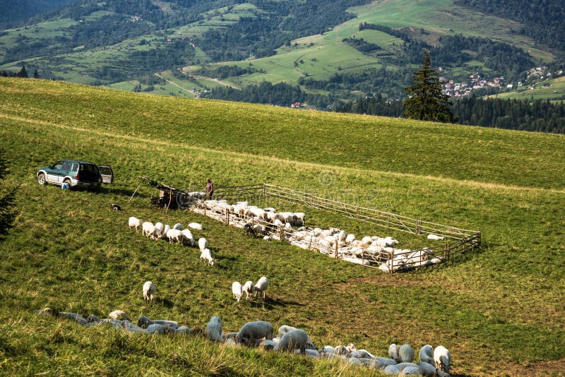 Traditioneel schapenweiland in Pieniny-bergen, Polen royalty-vrije stock fotografie Traditioneel schapenweiland in Pieniny-bergen, Polen royalty-vrije stock fotografie