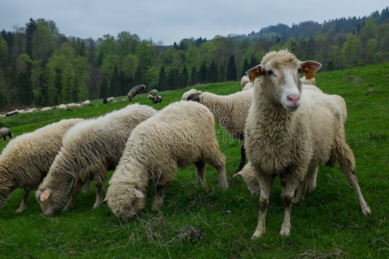 Traditionele schapen die op heuvels in de bergenreg. van poetsmiddeltatry weiden royalty-vrije stock fotografie Traditionele schapen die op heuvels in de bergenreg. van poetsmiddeltatry weiden royalty-vrije stock fotografie