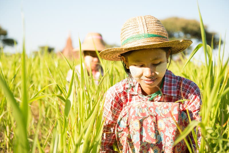 Traditionella Myanmar kvinnliga bönder som arbetar i lantgård royaltyfri foto Traditionella Myanmar kvinnliga bönder som arbetar i lantgård royaltyfri foto