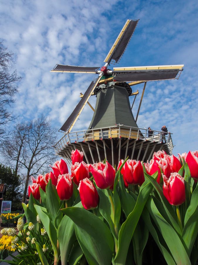 Traditionelle niederländische Windmühlen mit vibrierenden Tulpen lizenzfreie stockfotos Traditionelle niederländische Windmühlen mit vibrierenden Tulpen lizenzfreie stockfotos