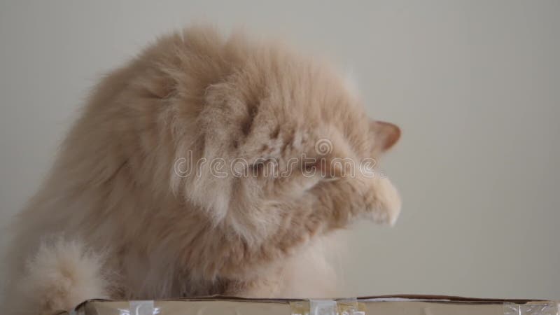 Trage beweging van een perzische kat die gewassen en likt op doos