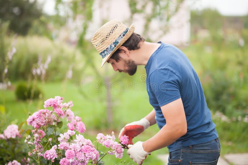 Tragende Handschuhe des Gärtners und rosafarbene Blumen der Strohhutbeschneidung lizenzfreie stockbilder Tragende Handschuhe des Gärtners und rosafarbene Blumen der Strohhutbeschneidung lizenzfreie stockbilder