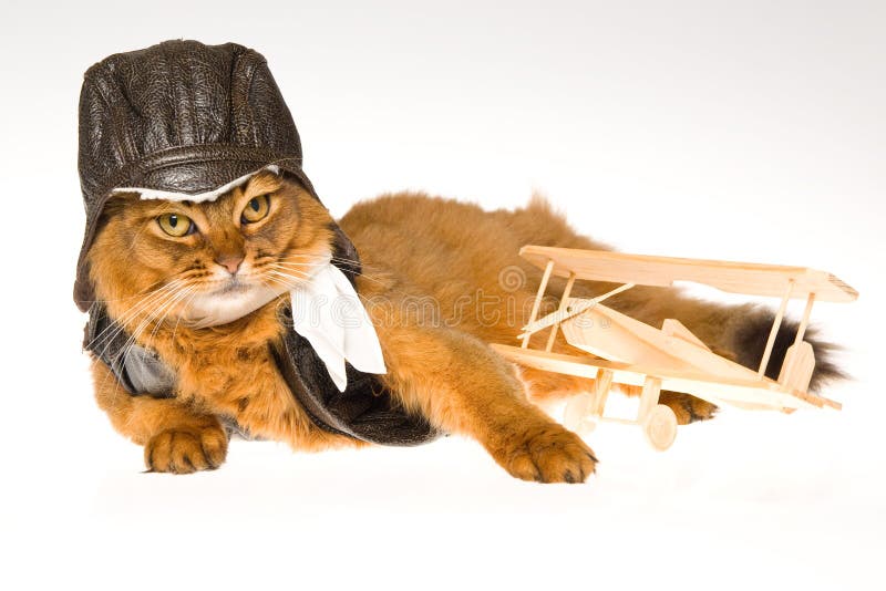 Tragende Versuchsausstattung der somalischen Katze lizenzfreie stockbilder