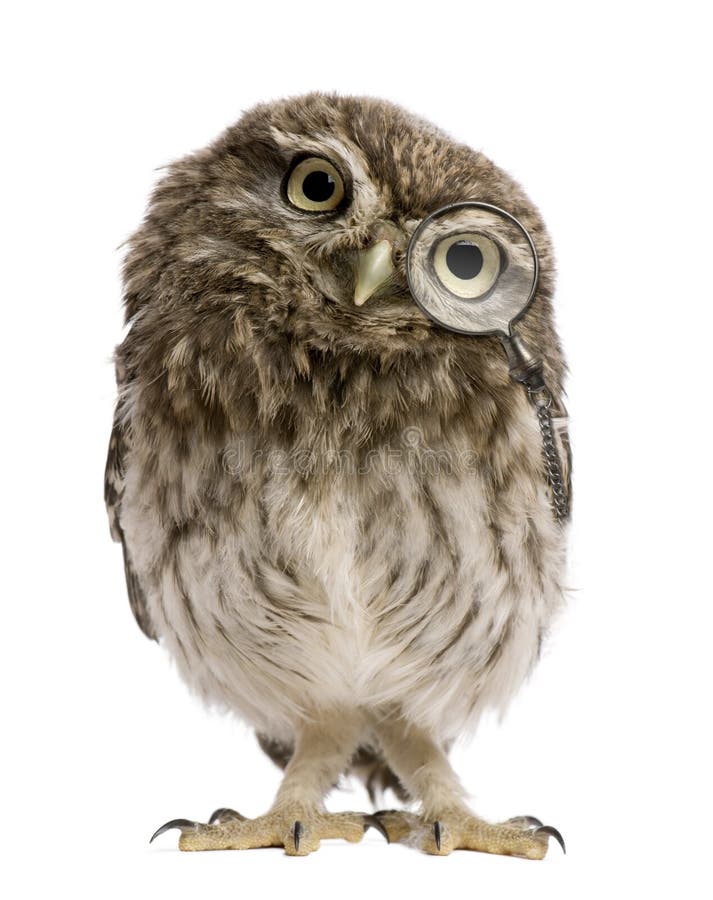 Little Owl wearing magnifying glass, 50 days old, Athene noctua, standing in front of a white background. Little Owl wearing magnifying glass, 50 days old, Athene noctua, standing in front of a white background