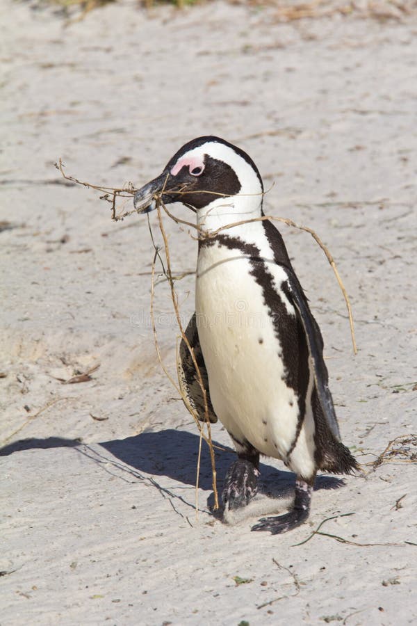 Tragendes Verschachtelungsmaterial des afrikanischen Pinguins lizenzfreie stockbilder Tragendes Verschachtelungsmaterial des afrikanischen Pinguins lizenzfreie stockbilder