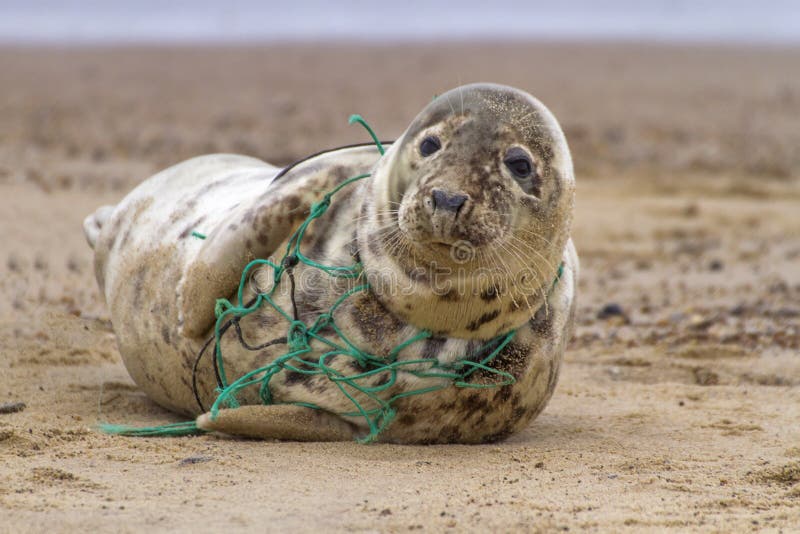 Tragic Seal Caught in Net