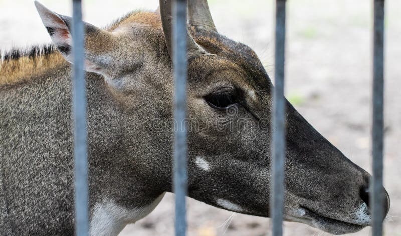Tragocamelus Boselaphus Nilgai, επίσης γνωστό ως nilgau ή μπλε ταύρος στο ζωολογικό κήπο στοκ φωτογραφία με δικαίωμα ελεύθερης χρήσης Tragocamelus Boselaphus Nilgai, επίσης γνωστό ως nilgau ή μπλε ταύρος στο ζωολογικό κήπο στοκ φωτογραφία με δικαίωμα ελεύθερης χρήσης