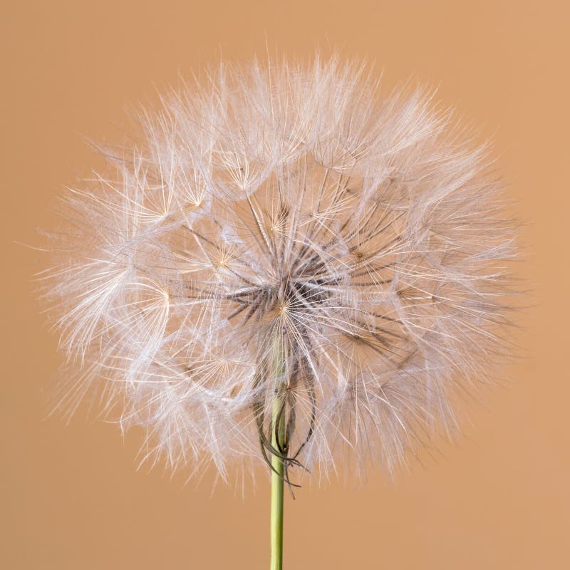 Tragopogon dubius, Dandelion, makro- wizerunek fotografia royalty free Tragopogon dubius, Dandelion, makro- wizerunek fotografia royalty free