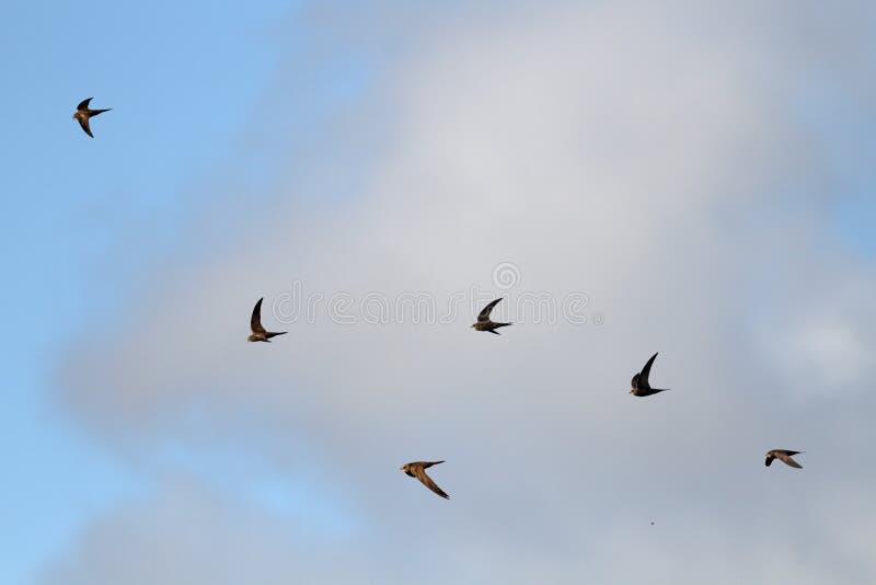 Golondrinas en vuelo foto de archivo libre de regalías