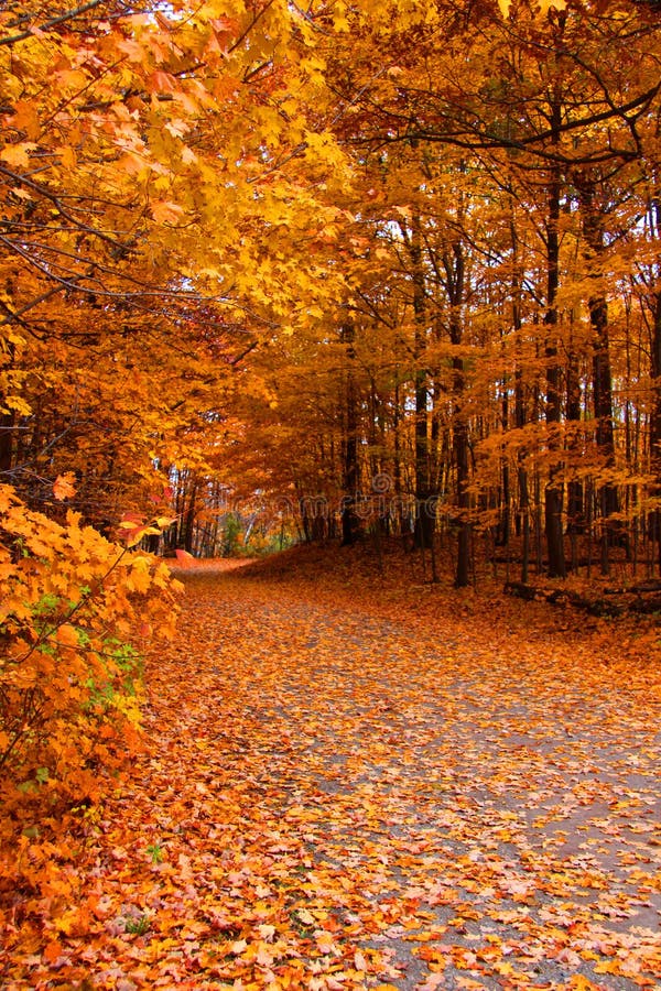 Trail through autumn trees stock image