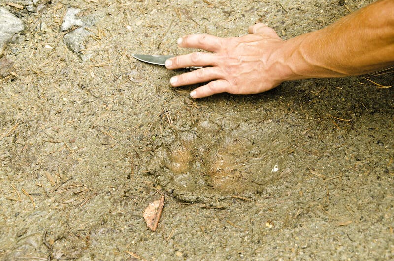 Trail Bear Paw stock image. Image of silhouette, svalbard 74892535